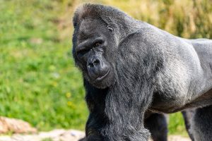 Gorilla_shutterstock-300x200.jpg